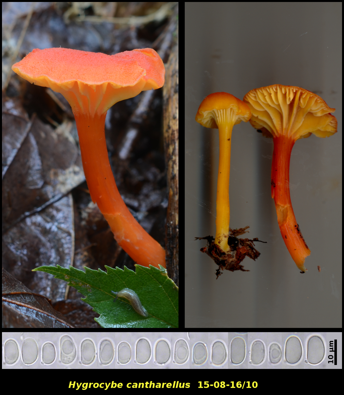 Picture of Hygrocybe cantharellus